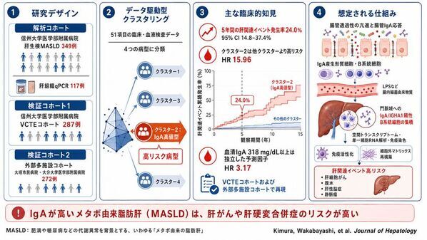 血液中のIgA高値を特徴とするメタボ由来の脂肪肝(MASLD)の高リスク病型を同定