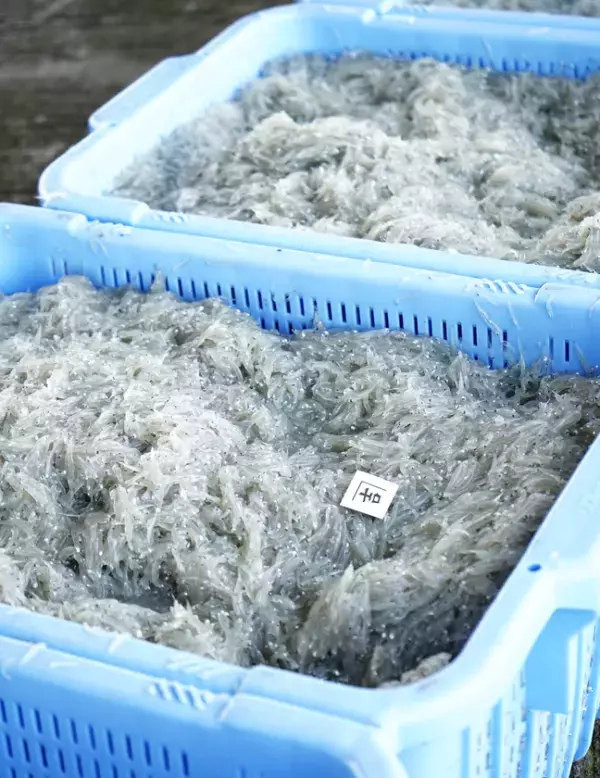 【静岡の海の恵み】磐田・福田漁港すぐ！しらすの魅力を五感で楽しむ海鮮丼店が8/6グランドオープン