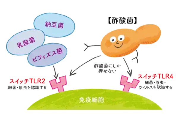 話題の「にごり酢」、透明な酢と何が違う？長年研究するキユーピーが酢酸菌のパワーを徹底解説！の記事を公開