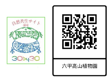 六甲高山植物園 絶滅が危惧される貴重な花「ヒゴタイ」8月下旬まで見頃です！