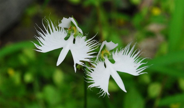 六甲高山植物園 天翔る白鷺（しらさぎ）の如き花サギソウが開花しました！