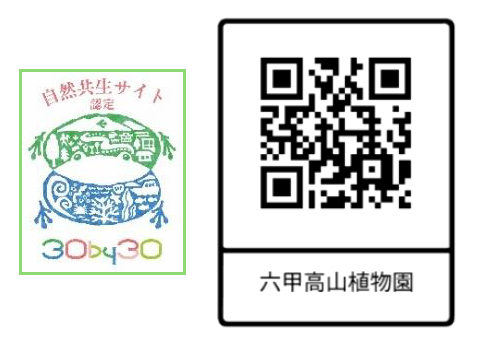 六甲高山植物園 天翔る白鷺（しらさぎ）の如き花サギソウが開花しました！