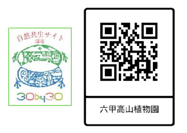 六甲高山植物園 林床に咲く涼しげな花森の妖精 レンゲショウマが見頃です！