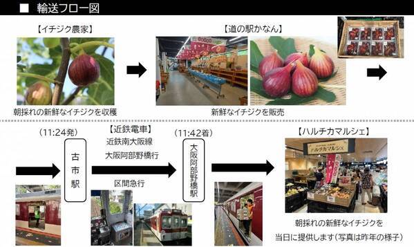 河南町の新鮮な朝採れイチジクを、ハルチカマルシェで今年も販売しまっせ！