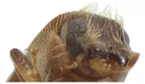 新種の昆虫「タカクマオオキクイムシ」を鹿児島大学の演習林で発見