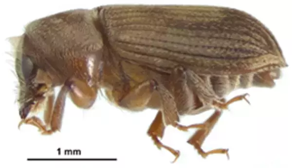 新種の昆虫「タカクマオオキクイムシ」を鹿児島大学の演習林で発見