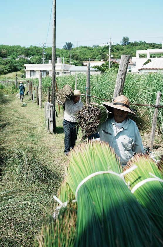 200年前の沖縄の知恵を、現代人の「休息」へ　希少な沖縄ビーグと自然素材に包まれて眠る、新客室「ミ森 -MIMORI-」誕生