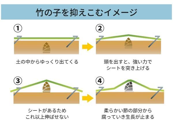 「毎年切っても生えてくる…」を解消！上から敷くだけで竹害を止める「ぴたっと竹どめシート」を発売