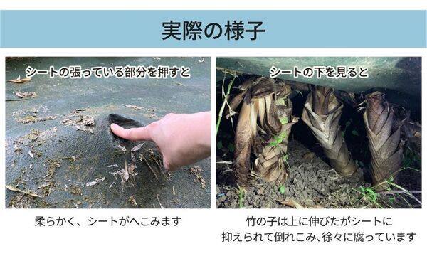 「毎年切っても生えてくる…」を解消！上から敷くだけで竹害を止める「ぴたっと竹どめシート」を発売