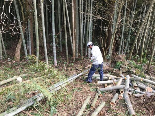 「毎年切っても生えてくる…」を解消！上から敷くだけで竹害を止める「ぴたっと竹どめシート」を発売