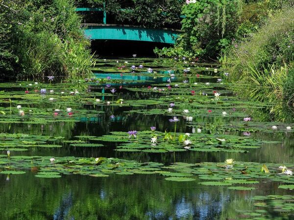 シルバーウィークは高知・北川村「モネの庭」マルモッタンへ　初の特別企画「リコリスリコリス」を9月23日(水)まで開催