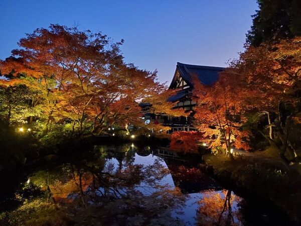 通常非公開　京都・くろ谷 金戒光明寺　秋の特別拝観　2026年11月13日(金)～12月6日(日)　開催