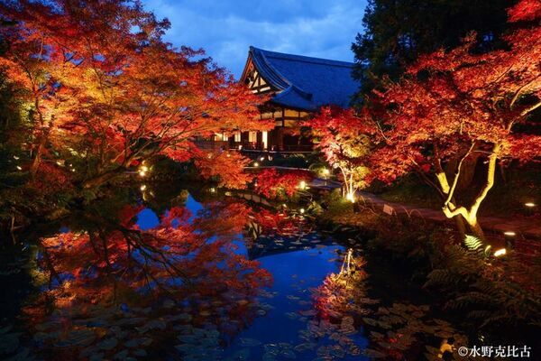 通常非公開　京都・くろ谷 金戒光明寺　秋の特別拝観　2026年11月13日(金)～12月6日(日)　開催