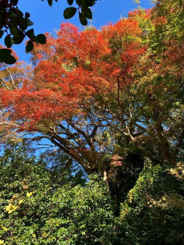 通常非公開・京都「霊鑑寺」秋の特別拝観～庭の緑と紅葉の赤が織りなす美しい庭園と狩野派作の襖絵を公開～