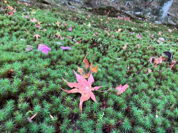 通常非公開・京都「霊鑑寺」秋の特別拝観～庭の緑と紅葉の赤が織りなす美しい庭園と狩野派作の襖絵を公開～