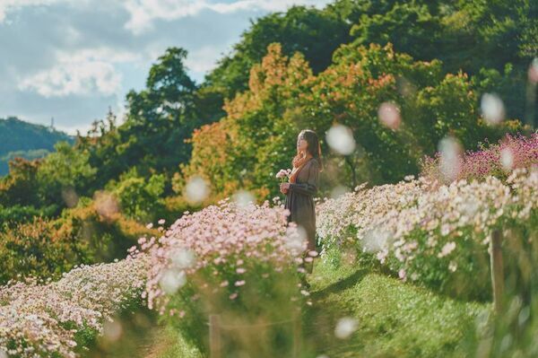 ロープウェイの先に広がる秋色の別世界！「GARDEN FEST 2026-Autumn-のんびり、ぶらり、秋散歩」開催