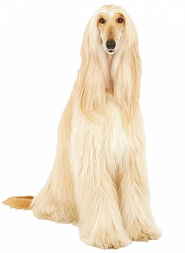出川哲朗さんの愛犬がオフィス訪問！？ペットへの溢れる愛情が見どころ！ニチガス新CM、ペットオーナー向けプラン『でガ割もふもふ』9月30日よりWebで先行公開
