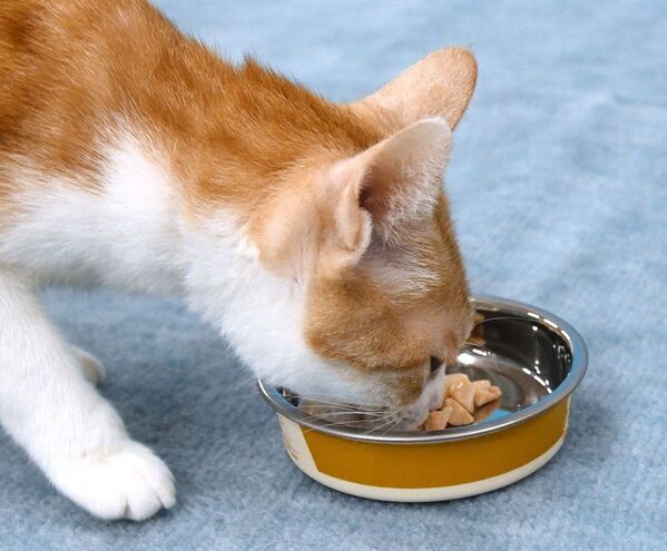 ドギーマンハヤシの猫ブランド「キャティーマン」から噛むほど旨みがじゅわり広がる猫ちゃん用おやつ『じゅわりと』シリーズ6品を新発売！
