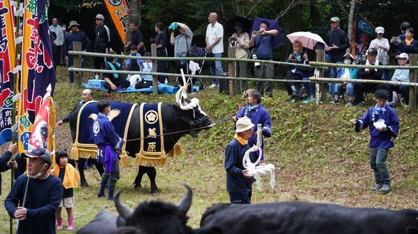 隠岐プラザホテル、10月11日「一夜嶽牛突き大会」で約40年ぶりに名を復活させた「プラザ号」が横綱戦に出場　特別観戦体験プランも募集