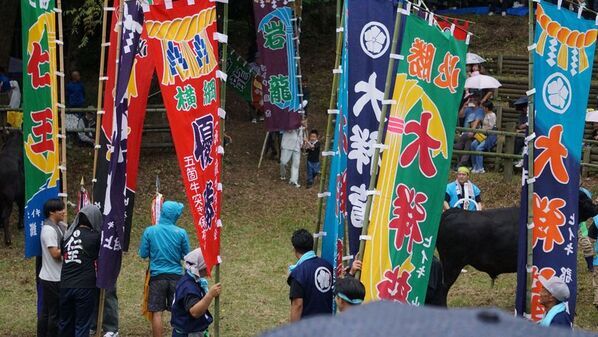 隠岐プラザホテル、10月11日「一夜嶽牛突き大会」で約40年ぶりに名を復活させた「プラザ号」が横綱戦に出場　特別観戦体験プランも募集