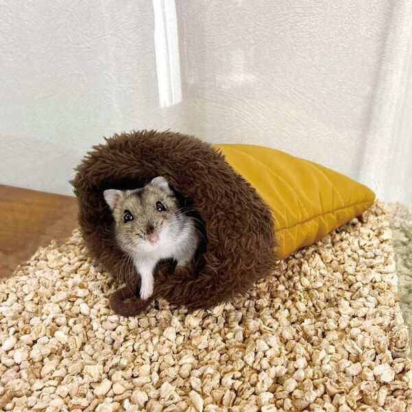 ドギーマンハヤシの小動物ブランド「ミニアニマン」から『ハムキャンプ』シリーズが発売！