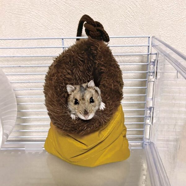 ドギーマンハヤシの小動物ブランド「ミニアニマン」から『ハムキャンプ』シリーズが発売！