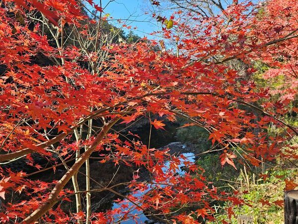 色づく渓谷で秋を味わう、埼玉県嵐山町「嵐山渓谷紅葉まつり」イベントDay　11月28日、29日に開催