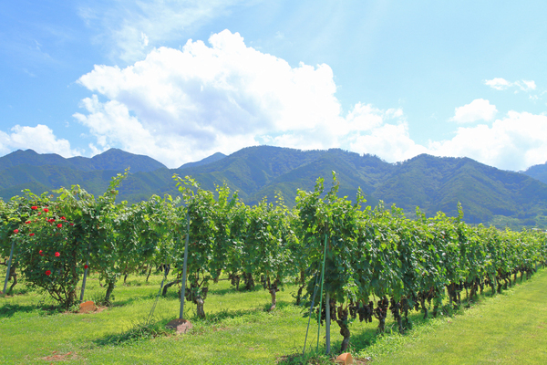 酒蔵やワイナリーなどで人気の都道府県ランキング～山梨県や新潟県を抑えた1位はどこ？阪急交通社が調査～