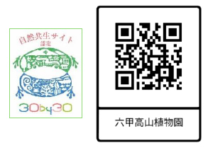 六甲高山植物園 原種シクラメン500株の群落見頃「原種シクラメン展」好評開催中