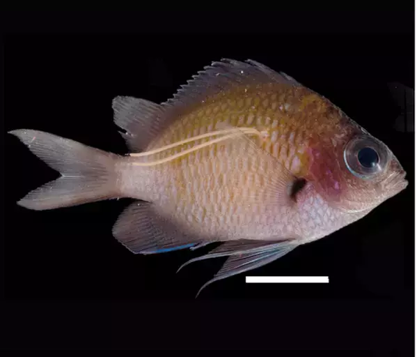 魚の“若白髪”の正体は新種の寄生虫　鹿児島大学、スズメダイの幼魚を好む寄生虫「スズメノワカシラガ」を発見