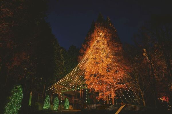 ロープウェイから始まる「天空のクリスマスマーケット」。ドイツの古城を思わせる賑やかな広場から、高さ25mの「森のクリスマスツリー」、光に包まれる森、神戸の夜景までを巡る「神戸クリスマスマーケット2026」。11月7日より開催。