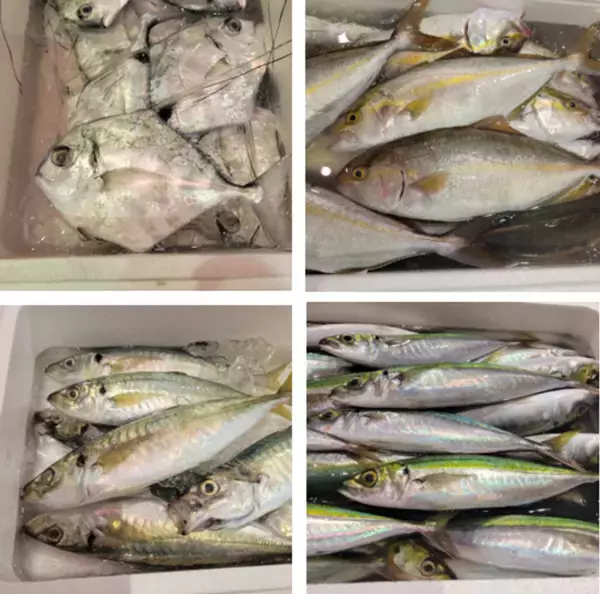 魚のテーマパークで秋の豊漁を楽しむ！30秒でどれだけ詰められる！？「鮮魚の詰め放題」漁港の駅TOTOCO小田原で10月11日・12日・24日・25日に開催！