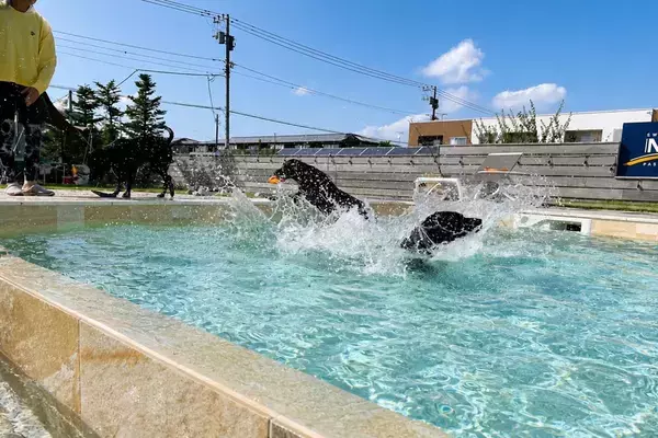愛犬と楽しむ完全貸切「LITTLE LAGOON」が10/9未来庭苑つくばにオープン　プール・天然芝ドッグラン・サウナを備えたプライベート空間