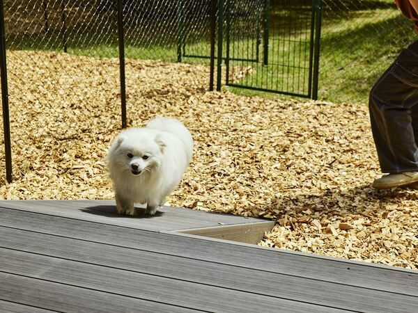 【愛犬と泊まれる古民家リトリート　赤城山 - 懐 -】専用ドッグラン付きの新客室「スーペリアプラス和室」が登場