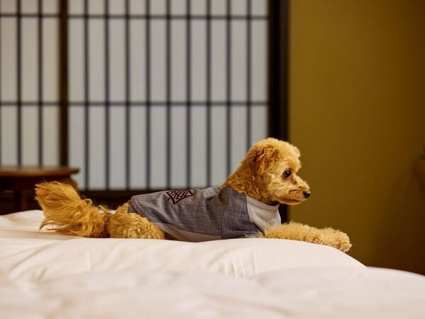 【愛犬と泊まれる古民家リトリート　赤城山 - 懐 -】専用ドッグラン付きの新客室「スーペリアプラス和室」が登場