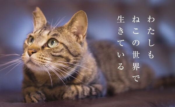 にゃるほど！猫から見た この世界――人とねこが共存するためにできること　ねこの目線から、戦争と平和、共生を考える展覧会を立命館大学国際平和ミュージアム ピースコモンズにて開催