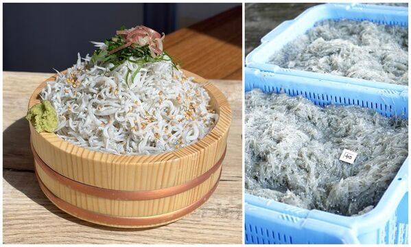 釜揚げしらすと磐田の新米を、お腹いっぱい。「磐田市産・虹のきらめき」を使った新米食べ放題＆釜揚げしらす増量サービスを期間限定で10/17,18の2日間で開催！