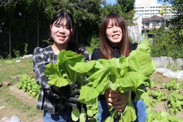 四天王寺大学×道明寺麦酒、「大阪しろな」を使ったクラフトビール「大阪しろなエール」を11月3日・14日に限定販売