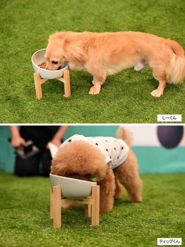 「ワンちゃんも家族の一員」ミツカンが専門家とドッグフードを開発した理由とは　新ペットフードブランド「わんこのほんと」ローンチ発表会のレポートを公開