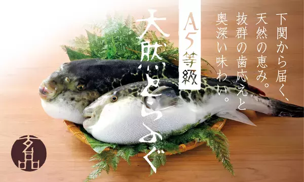 2kg以上の天然とらふぐを、もっと身近に　とらふぐ料理「玄品」、下関直送「A5等級 天然とらふぐコース」を全店へ拡大