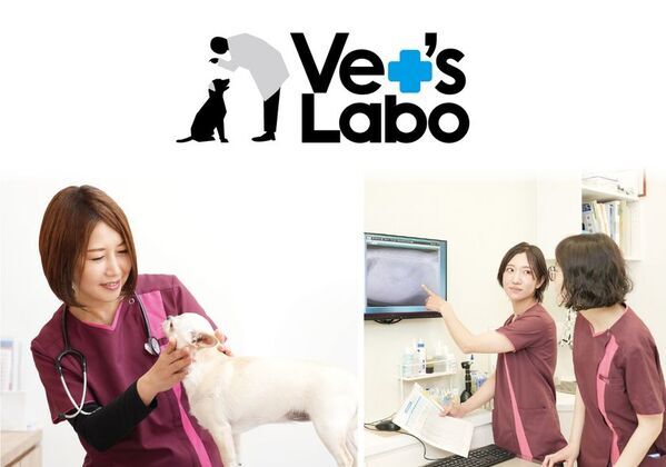 術後や治療中も、犬猫の「いつも通り」を支える　ベッツウェアが2026年度グッドデザイン賞を受賞