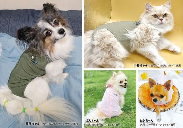 術後や治療中も、犬猫の「いつも通り」を支える　ベッツウェアが2026年度グッドデザイン賞を受賞