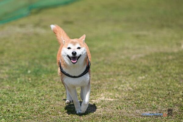 大人気イベント「30メートル走タイムトライアル撮影会」が神奈川・大阪で開催決定！