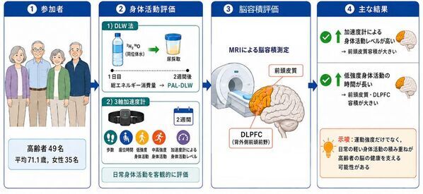 日常の「軽い身体活動」と高齢期の脳の健康との関連を明らかにした論文を発表