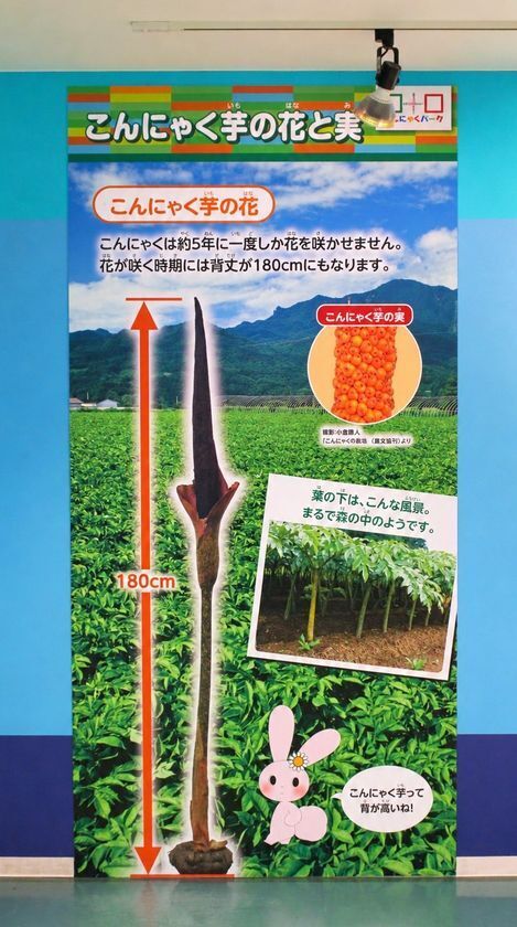 いつものこんにゃくにも「旬」がある　こんにゃくパーク「新芋祭り」、10月31日から旬を味わう限定メニューを提供