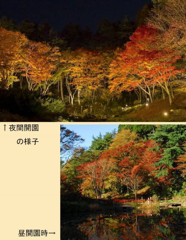 【六甲高山植物園】「紅葉」ひと足早く、まもなく見頃！～10/31（土）から11/15（日）は、夜間延長営業～