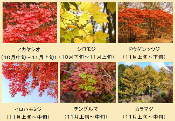 【六甲高山植物園】「紅葉」ひと足早く、まもなく見頃！～10/31（土）から11/15（日）は、夜間延長営業～