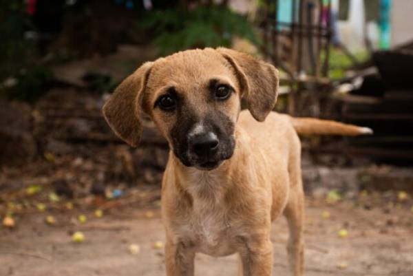 捨て犬を保護すると…飼い主「50万円払え！」男性「…わかりました」まさかの承諾！？⇒しかし男性には『とんでもない秘策』があった！？