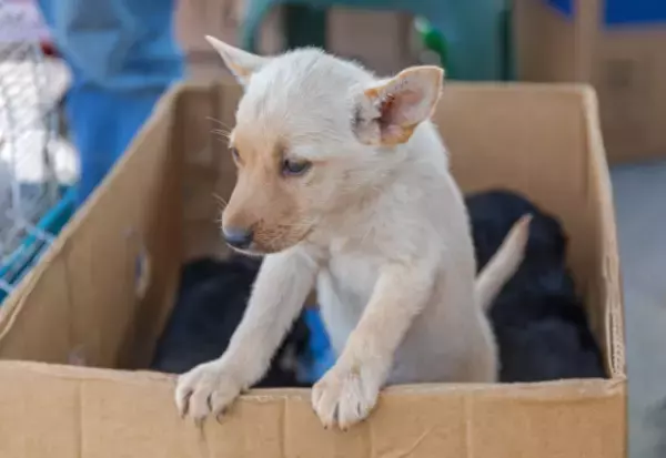 犬を保護したら…飼い主「50万円でいいわ」私「…え？」まさかの高額請求に…→「…分かりました」