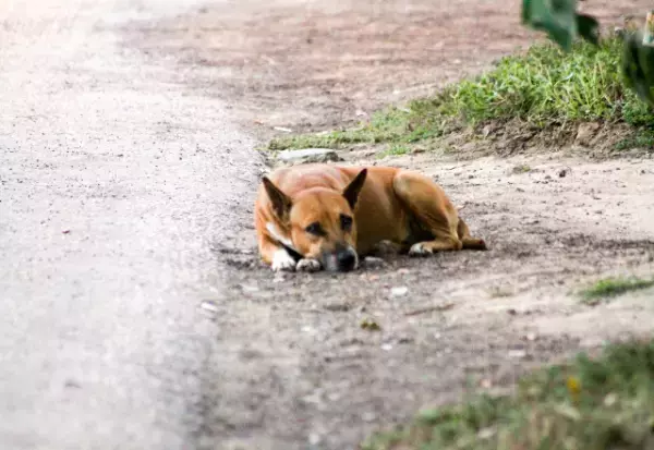 犬を保護すると…飼い主「50万円でいいわ！」私「…本気で？」まさかの高額請求に驚愕するが→「…わかりました」